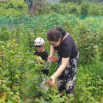 산딸기수확 체험