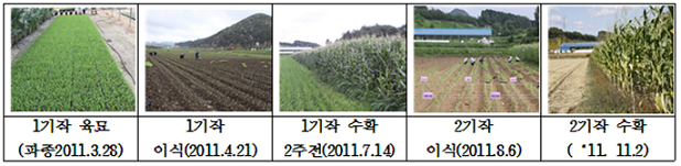 1기갖 육묘(파종2011.3.28), 1기작 이식(2011.4.21), 1기작 수확 2주전(2011.7.14), 2기갖 이식(2011.8.6), 2기작 수확(2011.11.2) 이미지