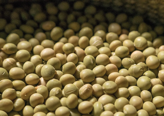 1차 생산물인 콩은 지역 토종 푸른 콩으로 브랜드화하여 차별화하고, 2차 생산물인 된장은 제법을 차별화하였다.