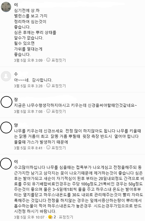 레드향 전정 댓글