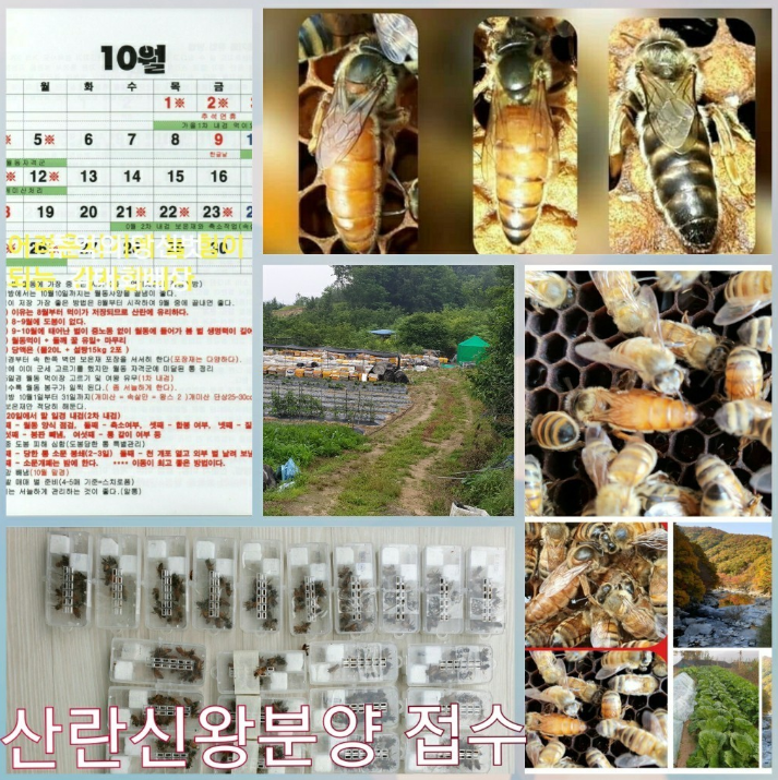 월동사양요령