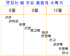 맛있는 배 주요 품종의 수확기- 나주기준