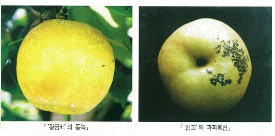 상처난 과실 사진