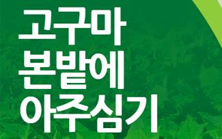 고구마 본밭에 아주 심기
