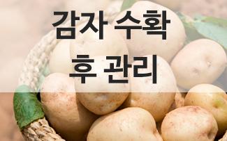감자 수확 후 관리