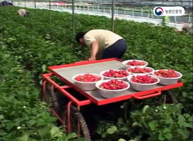 딸기 수확운반차
