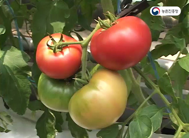 특수성분 강화 토마토