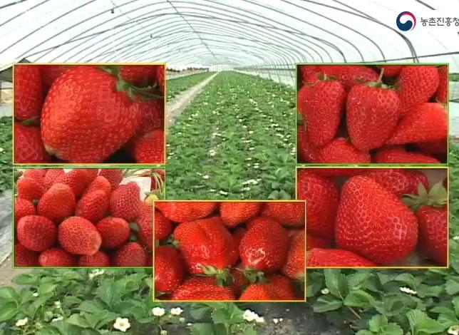 딸기 주요품종 특성