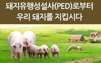 돼지유행성설사(PED)로부터 우리 돼지를 지킵시다