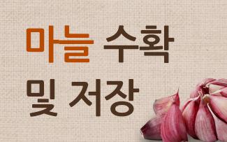 마늘 수확 및 저장