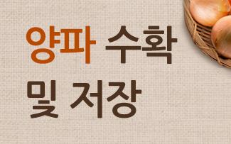 양파 수확 및 저장