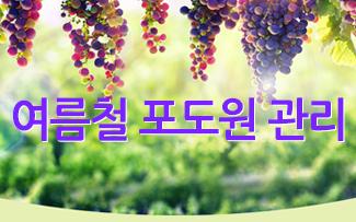 여름철 포도원 관리