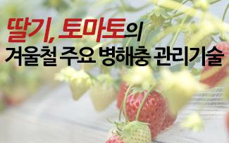 딸기, 토마토 겨울철 주요 병해충 관리기술