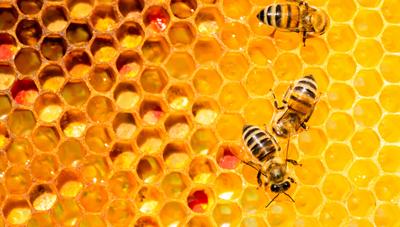 봄철 꿀벌 관리 요령