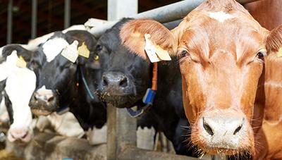폭염 대응 가축 사양관리