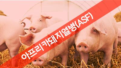 치사율 높은 아프리카돼지열병(ASF) 예방 및 긴급 대응 수칙