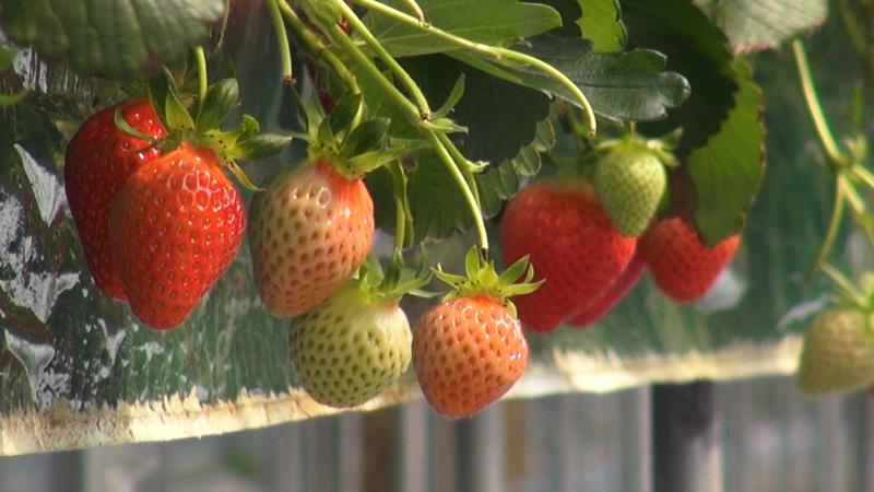 딸기 주요 병해충 방제