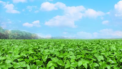 안정적인 콩 생산을 위한 꽃필 무렵 콩밭의 물관리 및 병해충 방제법