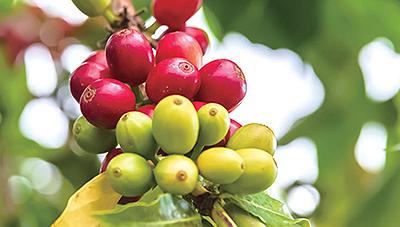 국내 환경에 적합한 커피 재배법 알아보기