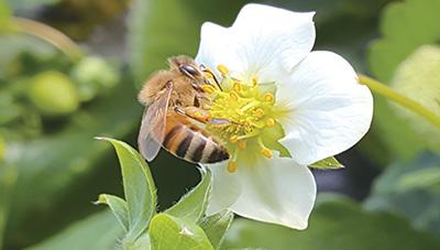 과실 생산성을 높여주는 딸기 수분용 꿀벌의 표준 사용법