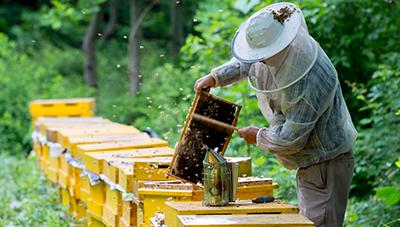 꿀 먹고 자란 수벌번데기로 에너지젤리 만든다