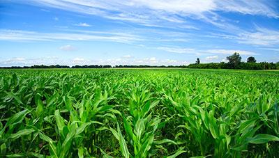 해외 주요 곡물 생산지역 작황예측으로 식량안보 위기 사전 대응