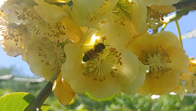 키위, 화분 매개용 꿀벌 사용기술