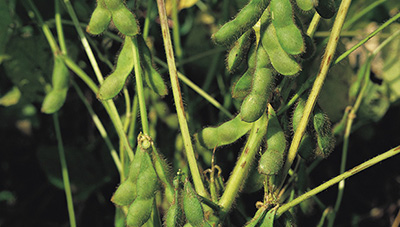 건전한 콩 종자 생산을 위한 주요 병해충 특징 및 관리 방법