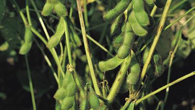 알콩달콩 익어가는 콩, 수확 전후 관리