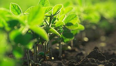 논 콩 안전 생산 재배 기술 
