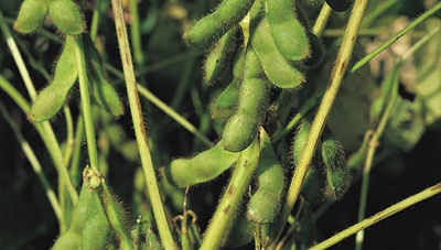 콩알 여무는 시기, 콩 재배·병해충 관리기술