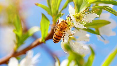 화분 매개용 꿀벌 표준 사용법 딸기·수박 올바른 화분 매개용 꿀벌 관리로 생산성 높인다
