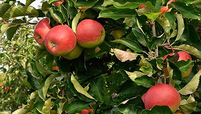 사과 안정생산 시작은 꽃눈 분화율 확인부터