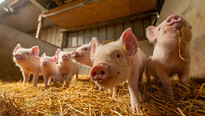 돼지 생식기 호흡기 증후군 효과적인 예방법
