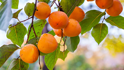 감나무 주머니깍지벌레 생태 및 방제법