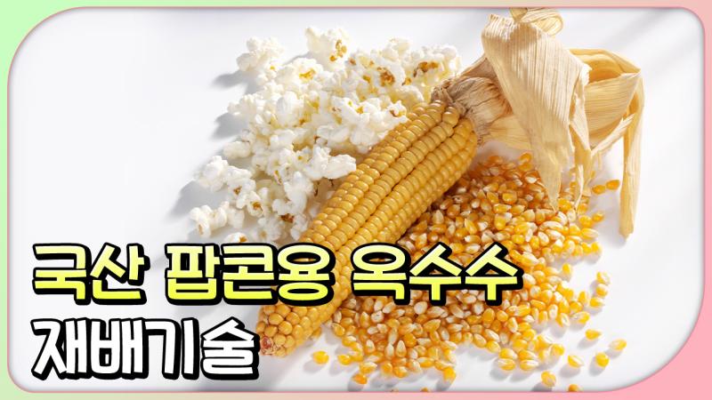 국산 팝콘용 옥수수 재배기술