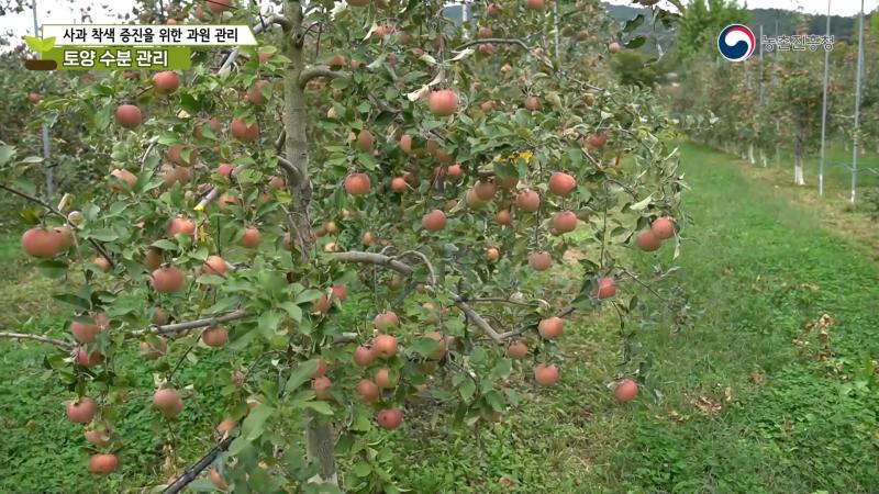 사과 착색 향상을 위한 과원관리 요령-토양 수분 관리