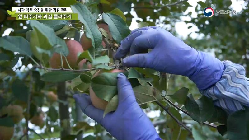 사과 착색 향상을 위한 과원관리 요령-잎 따주기와 과실 돌려주기