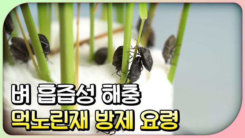 벼 흡즙성 해충 먹노린재 생태와 방제 요령