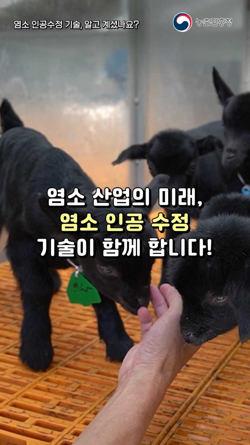 염소 인공 수정