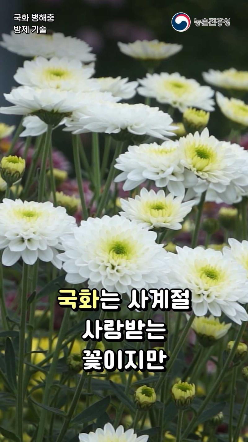 국화 병해충 방제기술