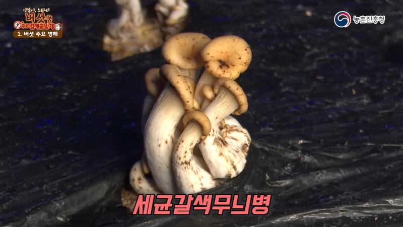 세균갈색무늬병