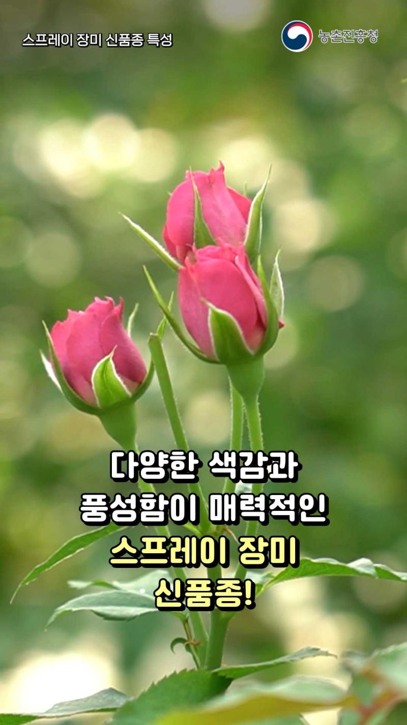 스프레이 장미 신품종 특성