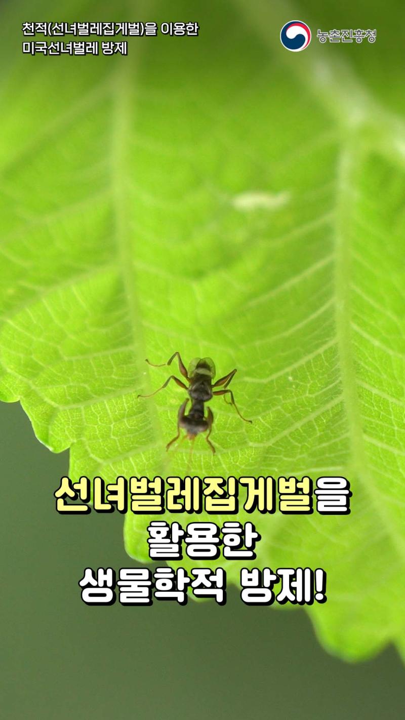 천적(선녀벌레집게벌)을 이용한 미국선녀벌레 방제