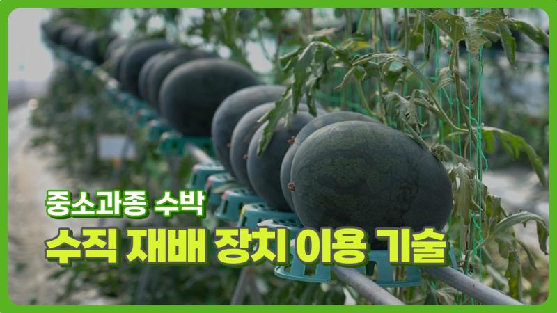 중소과종 수박 수직 재배 장치 이용 기술