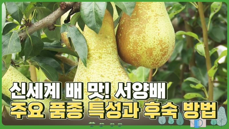 신세계 배 맛! 서양배 주요 품종 특성과 후숙 방법