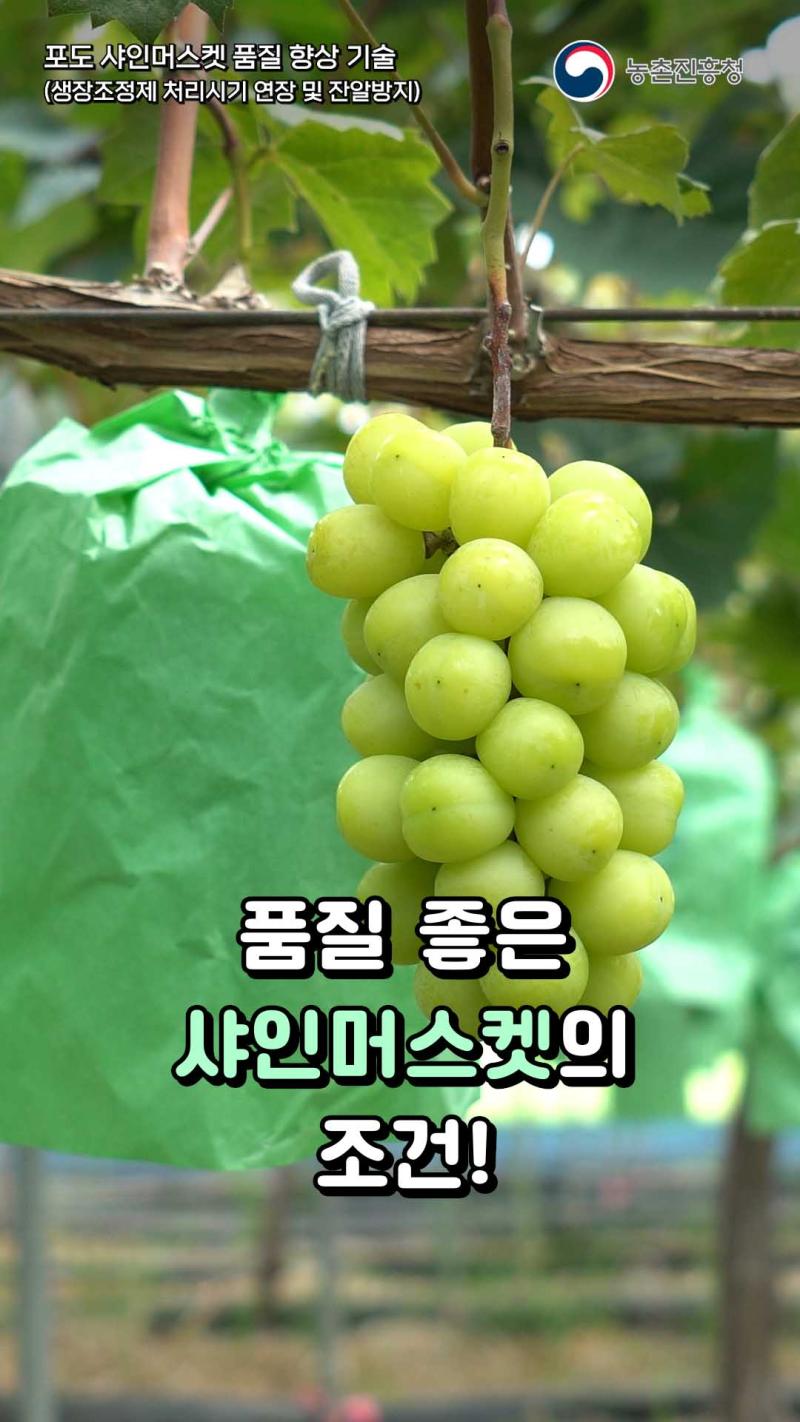 포도 샤인머스켓 품질 향상 기술