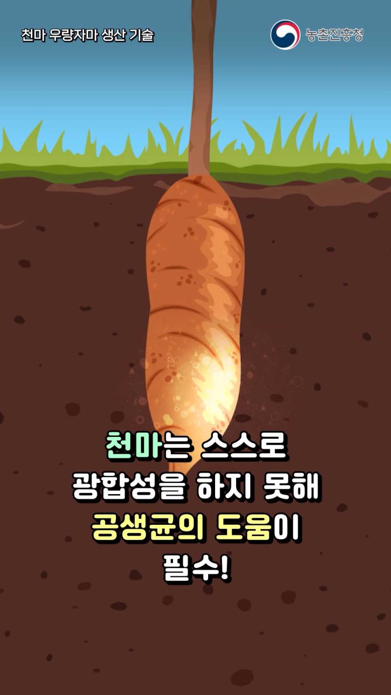 천마 우량 자마 생산 기술