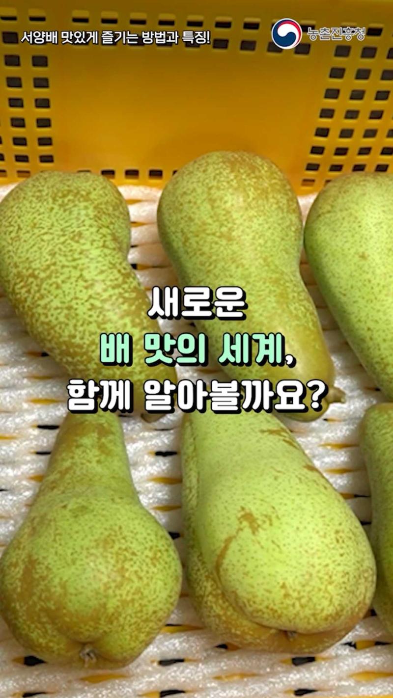 서양배