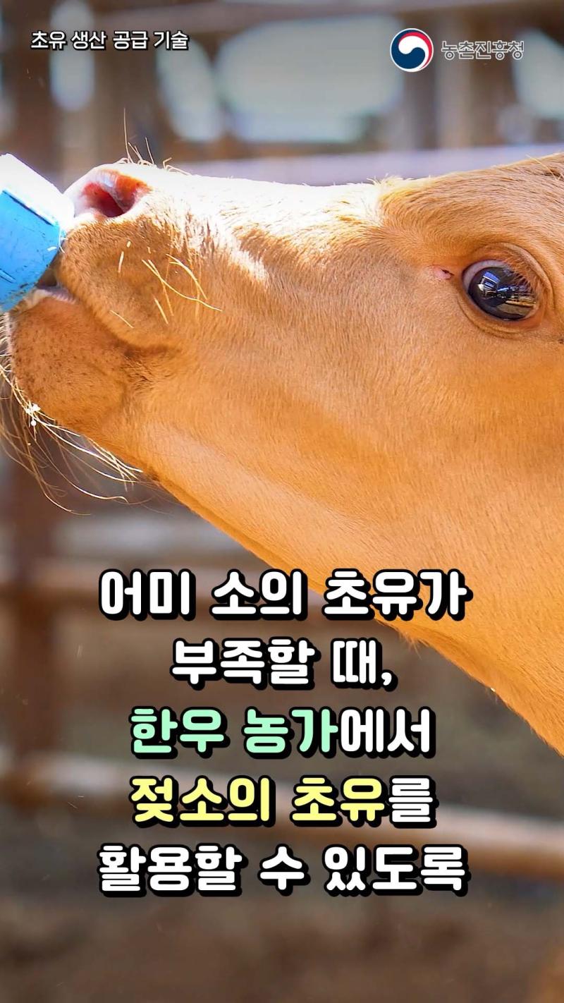 초유 생산 공급 기술